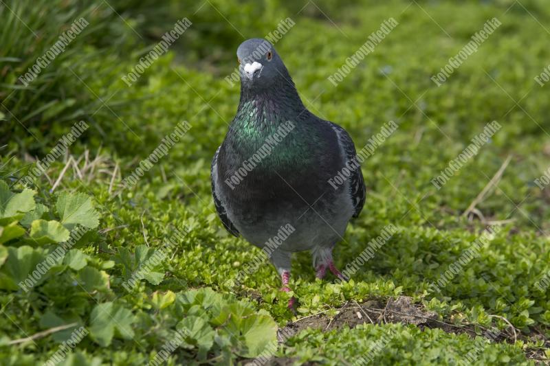 Curious Pigeon