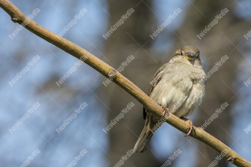 Curious little sparrow