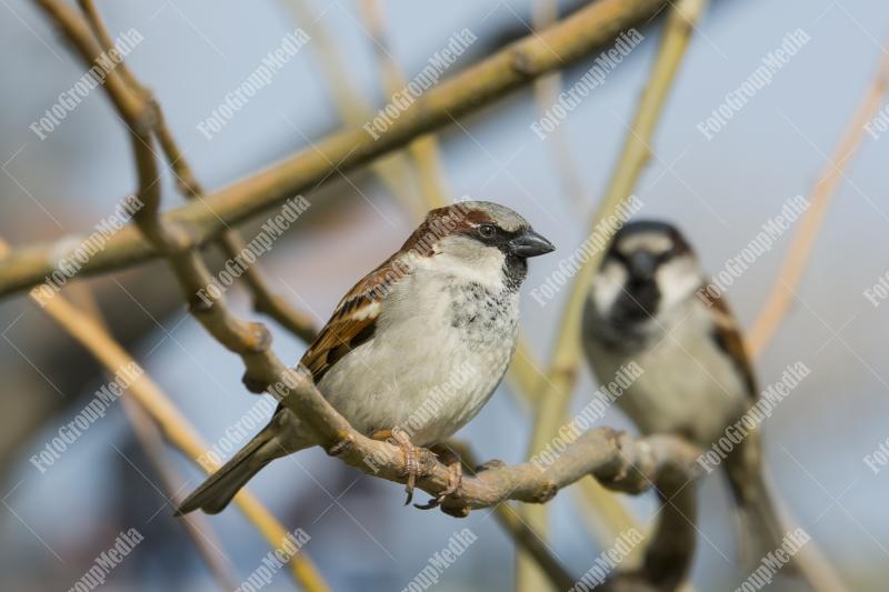 Sparrows on branch