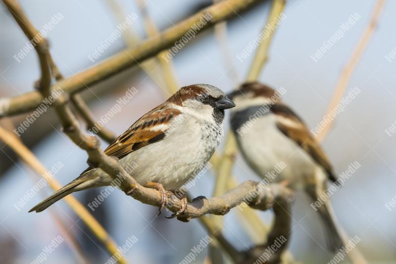 Sparrows on branch