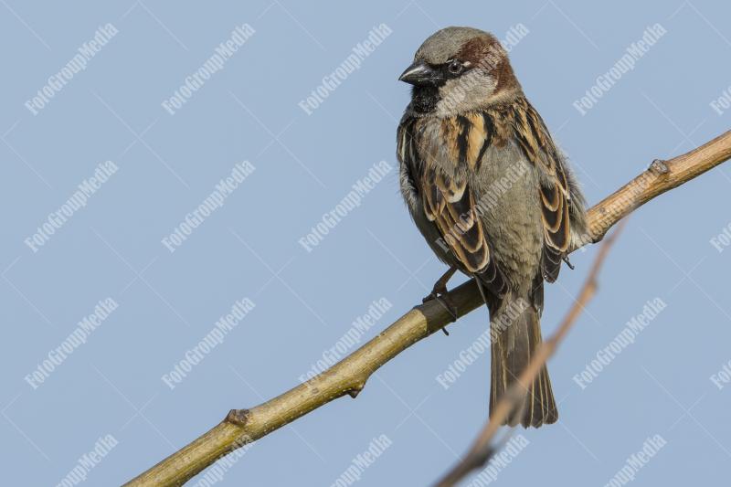 Solitary house sparrow