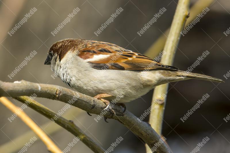 Charming little sparrow
