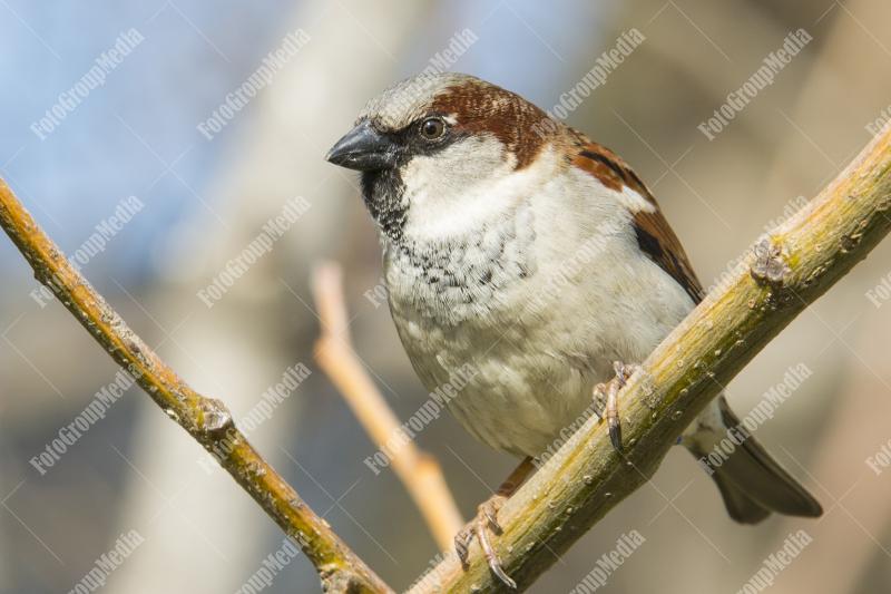 A chirpy sparrow perches on a slender branch