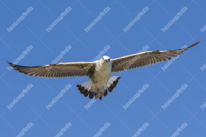 Seagull flying over clear blue sky