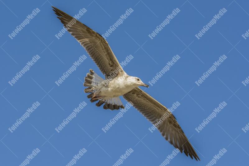 Seagull flying over clear blue sky