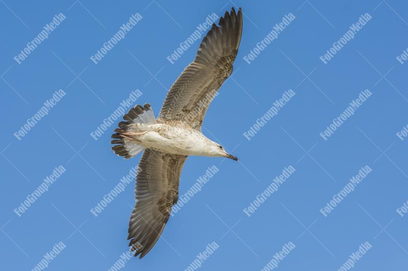 Seagull flying over clear blue sky