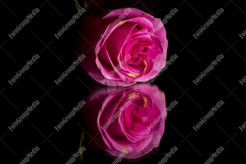 Pink rose isolated on mirror