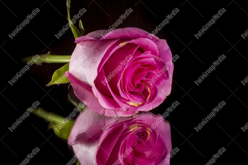 Pink rose isolated on mirror