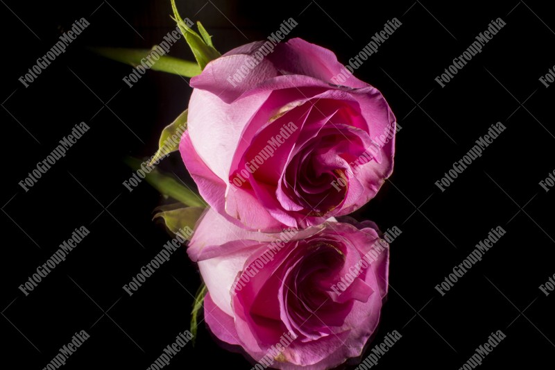 Pink rose isolated on mirror