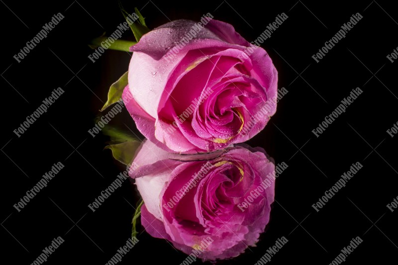 Pink rose isolated on mirror