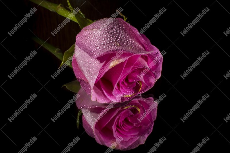 Pink rose isolated on mirror