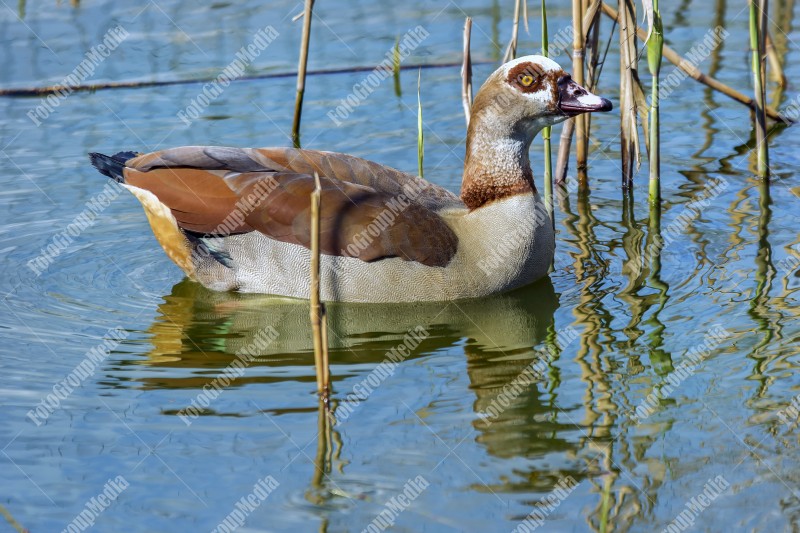 Wild duck swimming on a pond