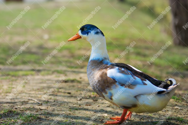 Wild duck on pond shore