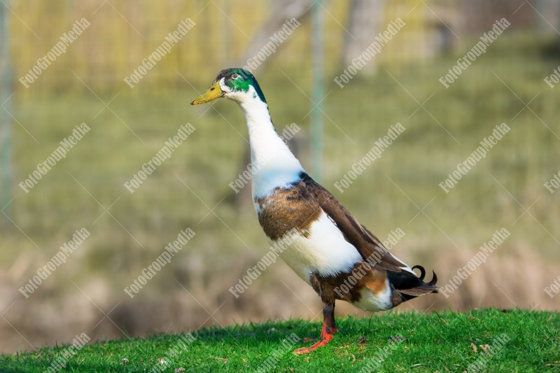 Wild duck on pond shore