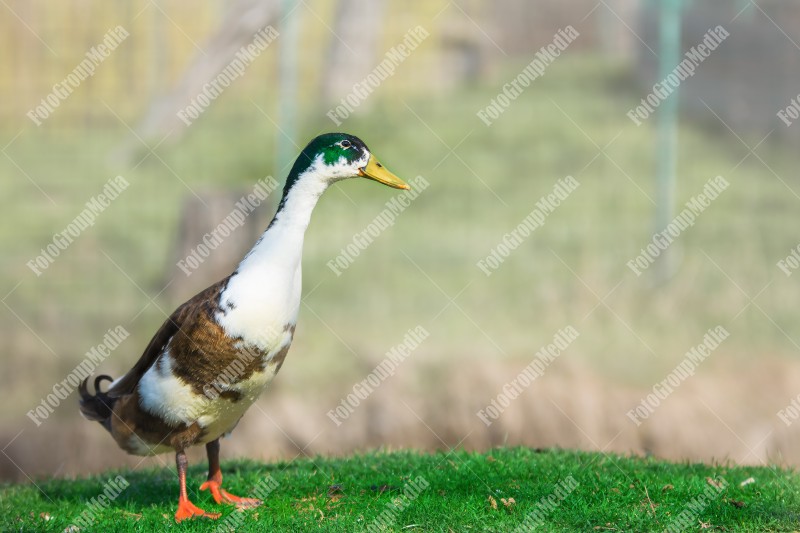 Wild duck walking on grass