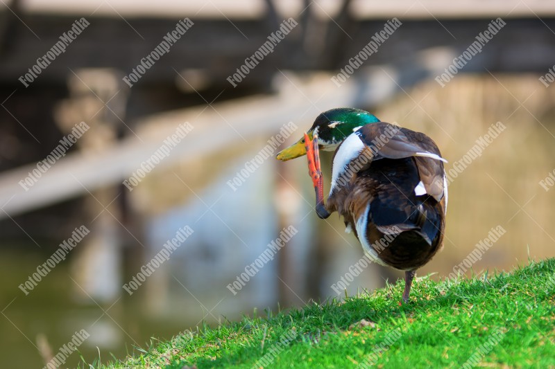 Wild duck on field