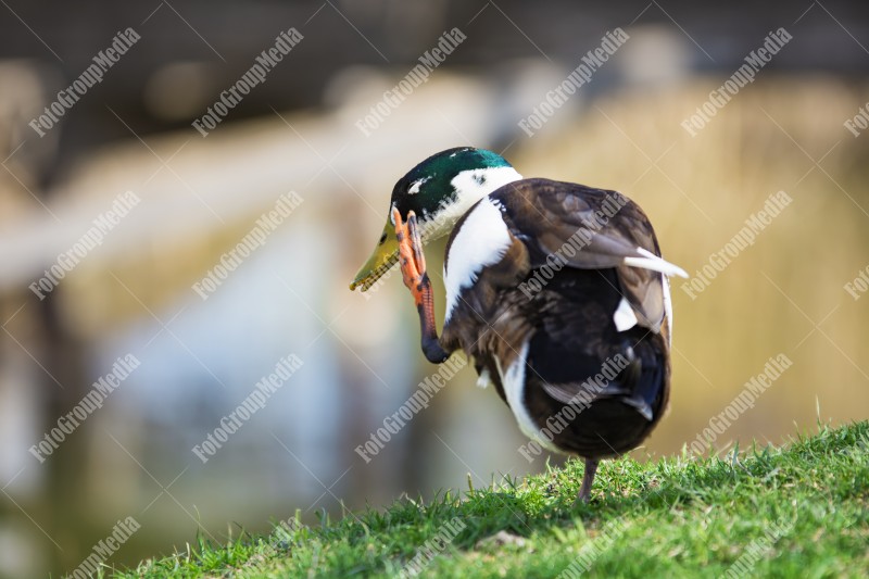 Wild duck on a pond shore