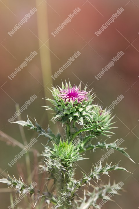 Thistle plant with spine tipped winged stems and leafs