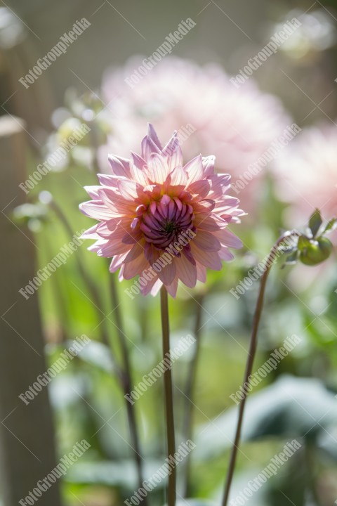 Dahlia flower isolated on garden background