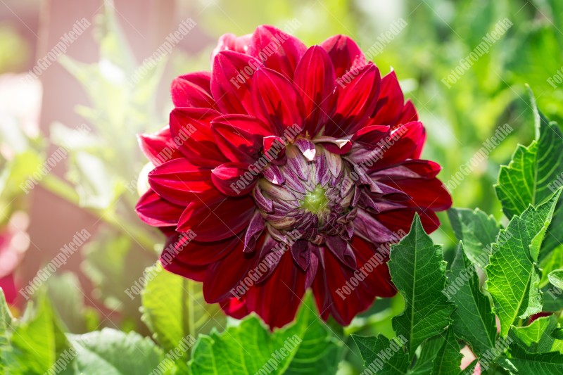 Red dahlia