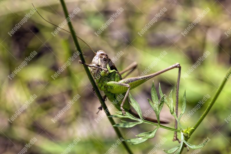 Grasshopper