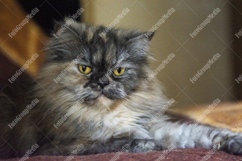 Persian grey cat