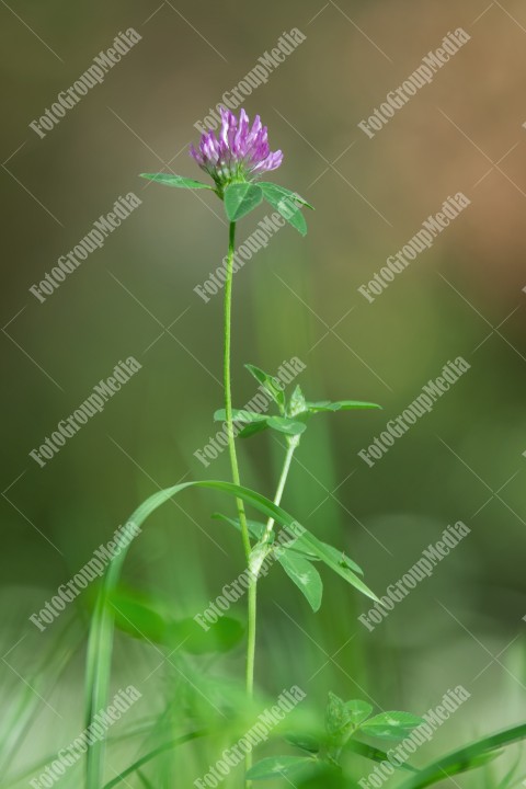 Pink clover bloosom isolated on garden background