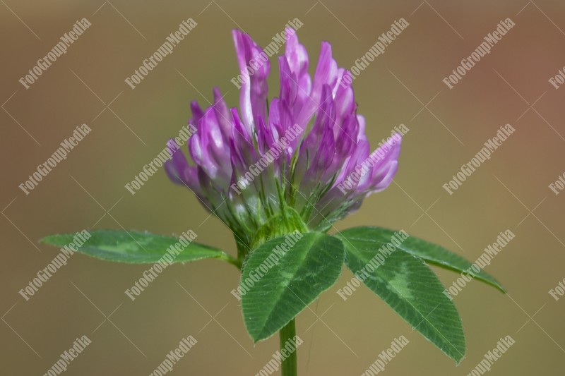 Pink clover bloosom isolated on garden background