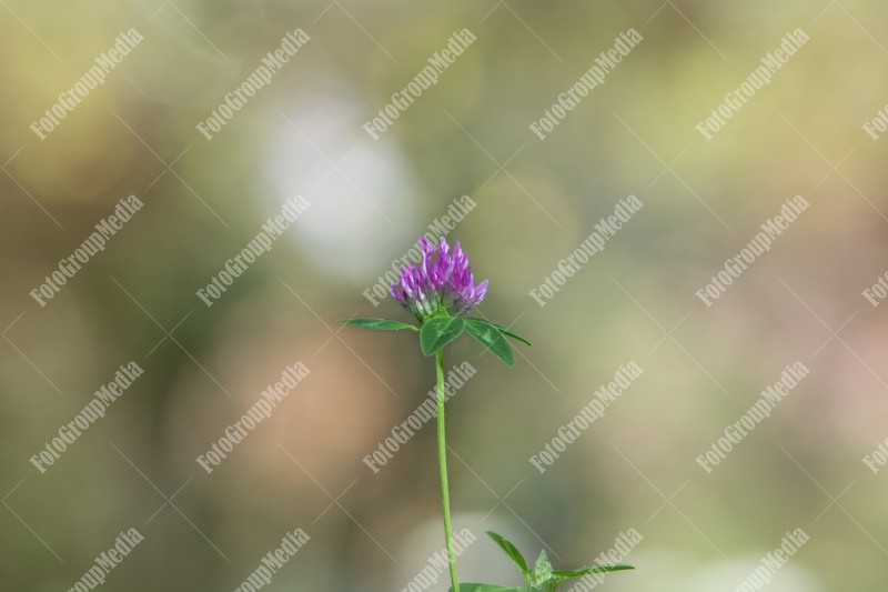 Pink clover bloosom isolated on garden background