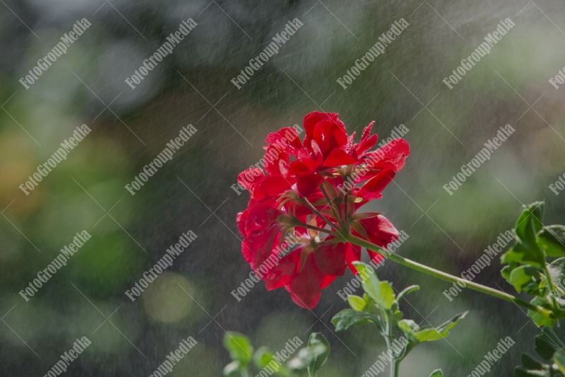 Beautiful flower isolated on garden background