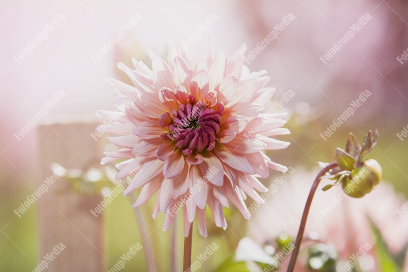 Dahlia flower isolated on garden background