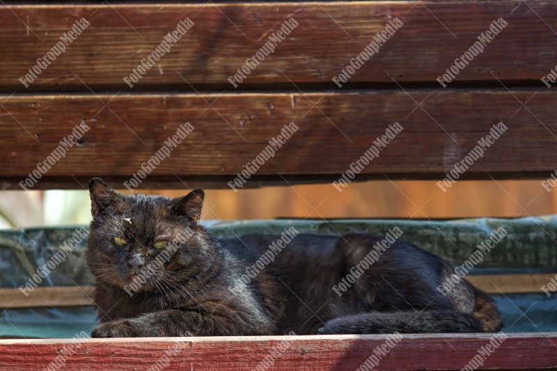 Black cat on wood bench