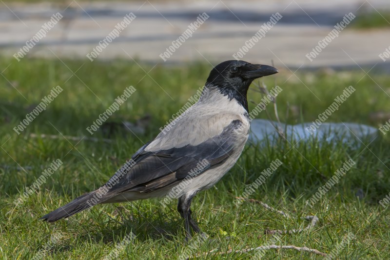 Black and grey crow isolated on grass