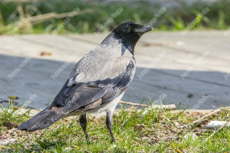 Black and grey crow isolated on grass