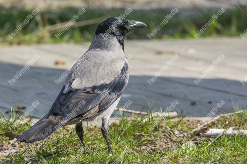 Black and grey crow isolated on grass