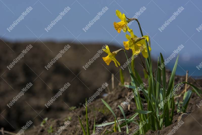 Yellow daffodils in the garden