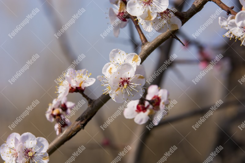 Spring blossom tree branch