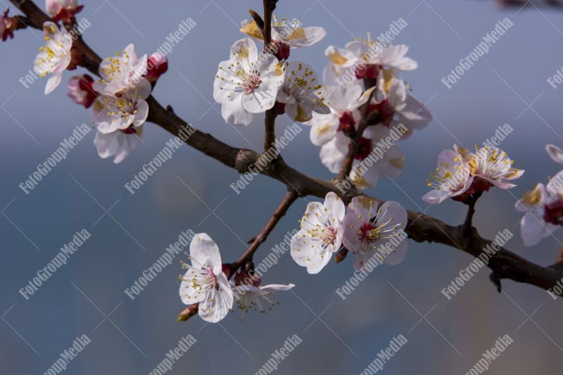 Spring blossom tree branch