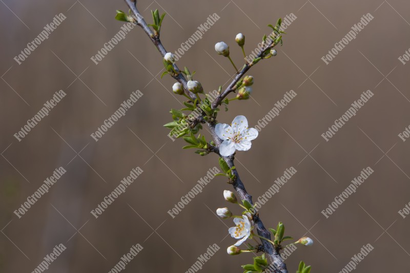 Spring blossom tree branch