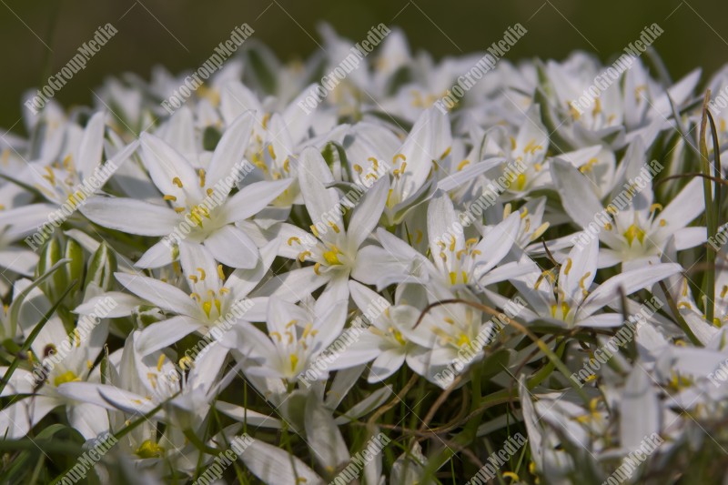 Star of Bethlehem flower