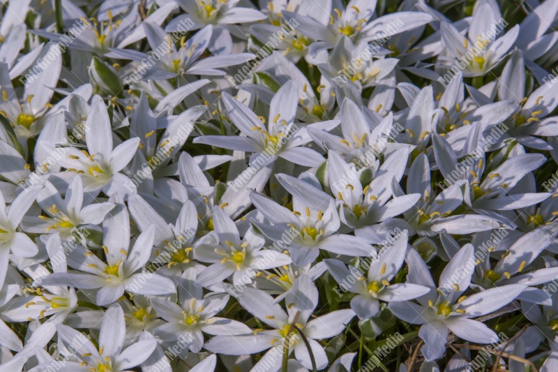 Star of Bethlehem flower