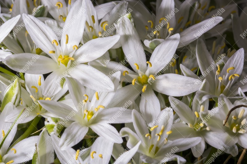 Star of Bethlehem flower