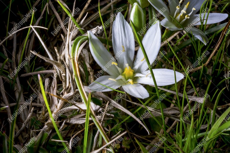 Star of Bethlehem flower