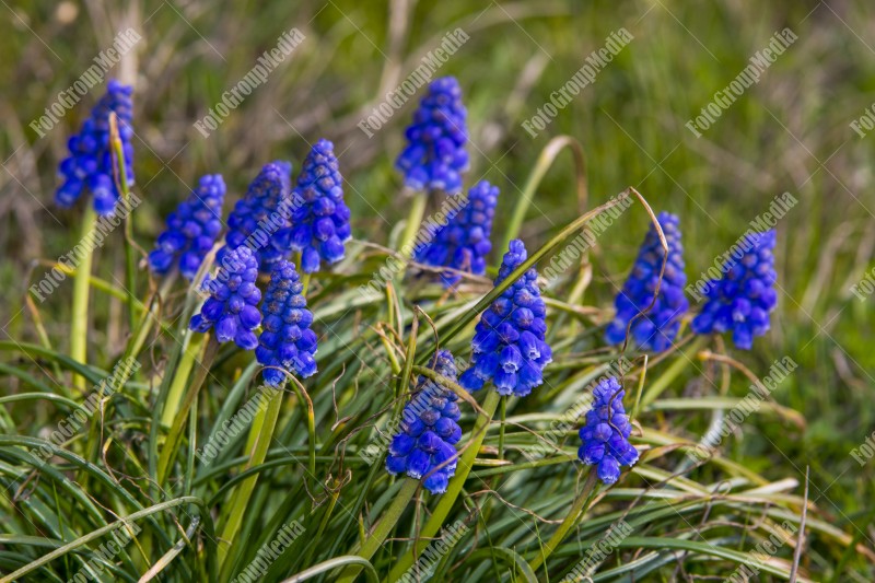 Blooming Grape Hyacinth in garden