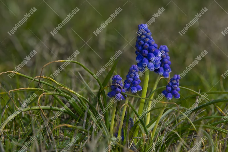 Blooming Grape Hyacinth in garden