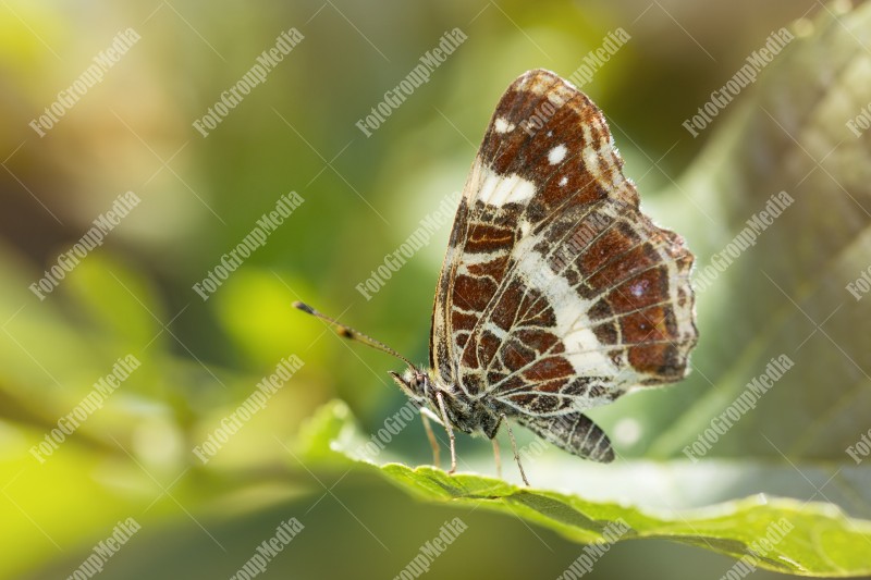 Butterfly isolated on a green leaf