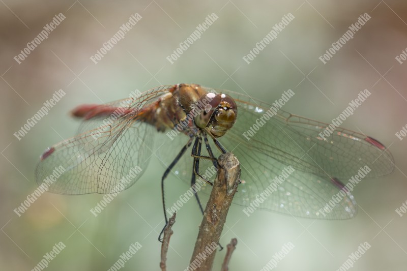 Dragon fly close up on garden background