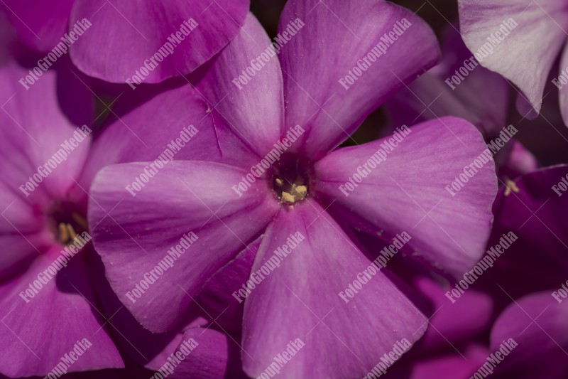 Close up, purple flower