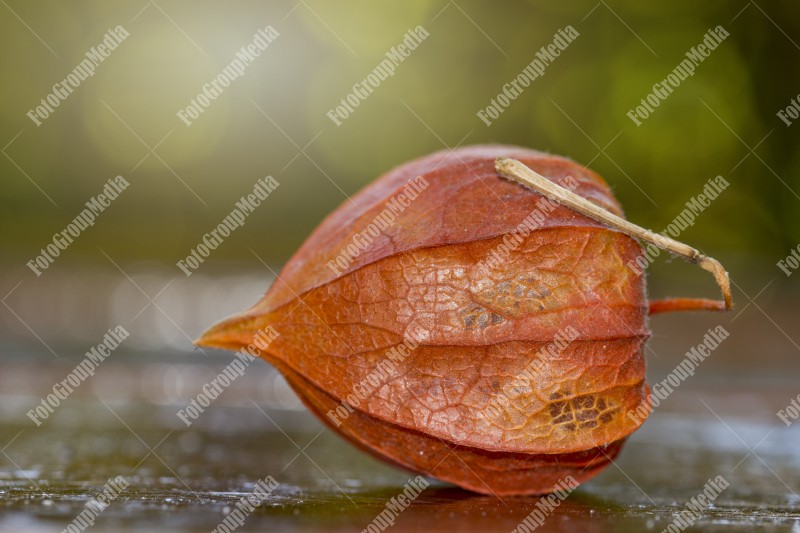 Red Lamp Fruit, Alkenkengi isolated on table