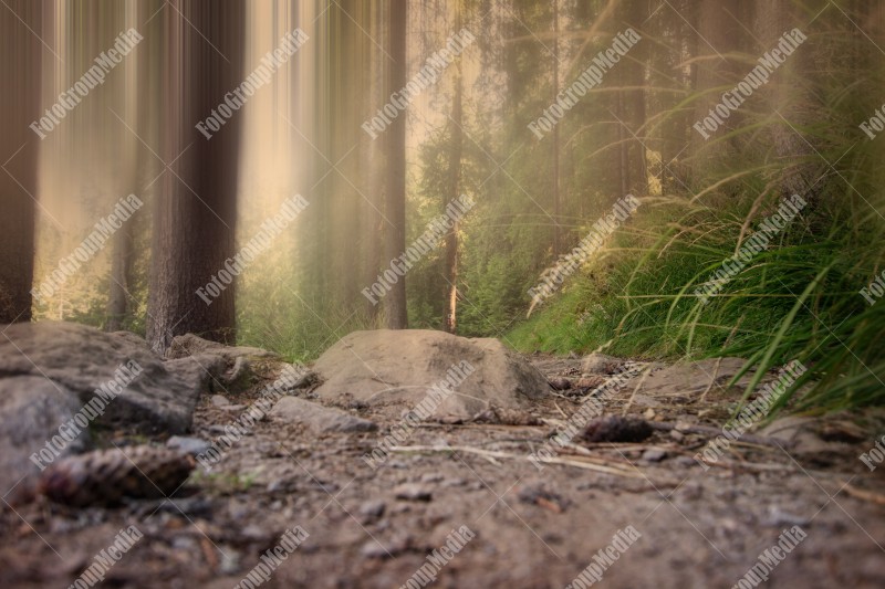 View from forest from Carpathian Mountains, Romania